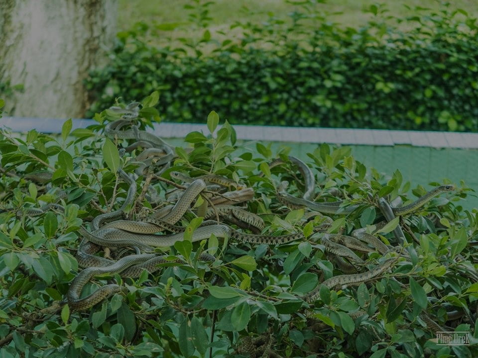 Dong Tam Snake Farm